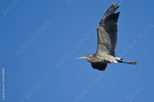 Great Blue Heron Flying in a Clear Sky © rck