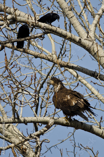 Young Bald Eagle Being Harassed by American Crows