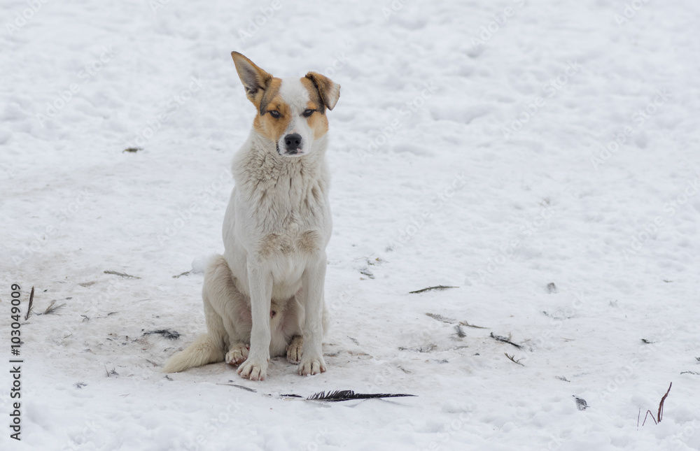 Outdoor portrait of cute street dog sitting on a snow