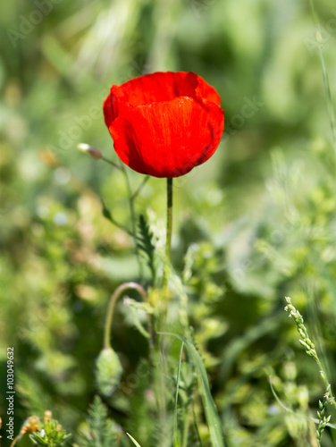 red poppy on nature