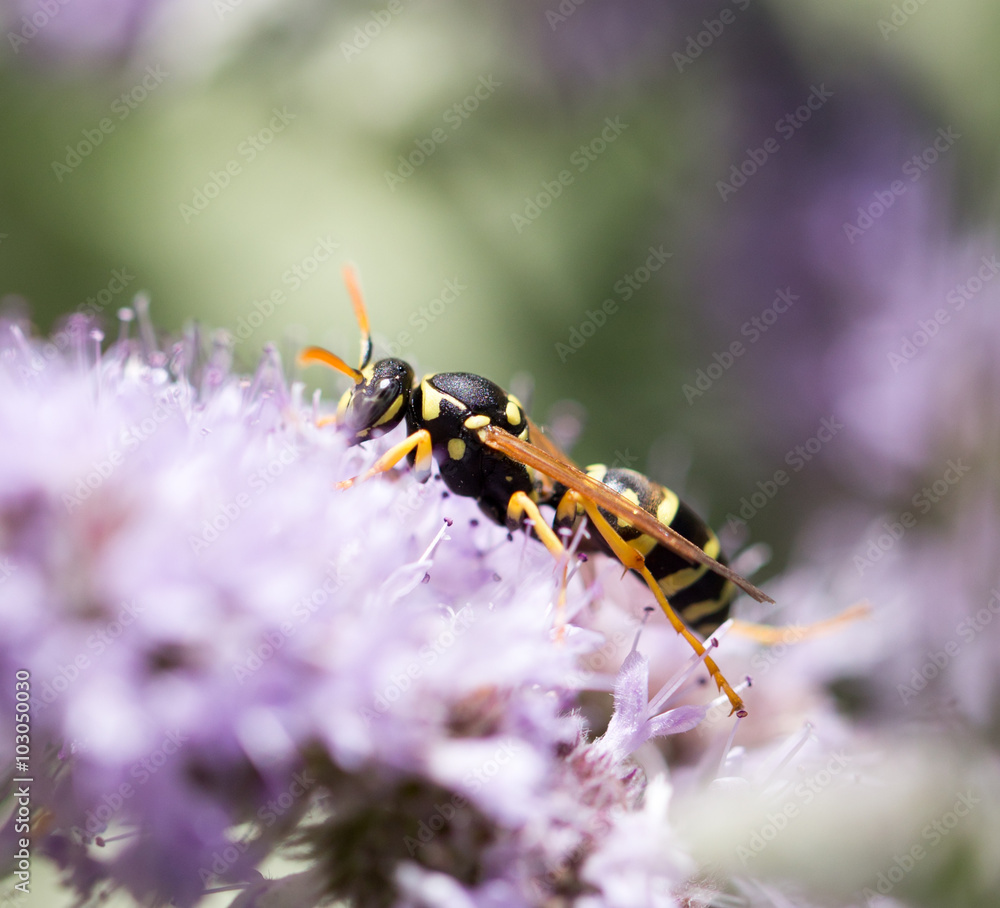 wasp on nature. macro wasp on nature. macro