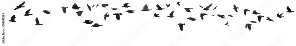 Fototapeta premium Crows and jackdaws