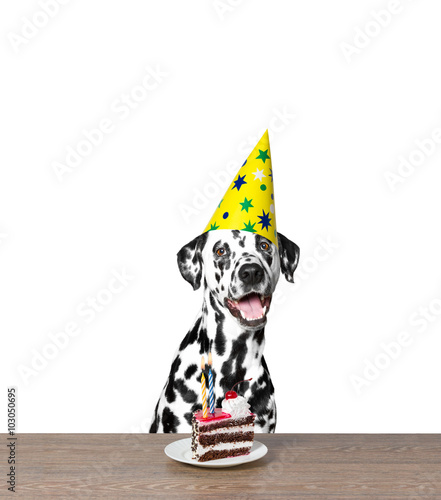 Dog celebrating a birthday with a piece of cake © helga1981