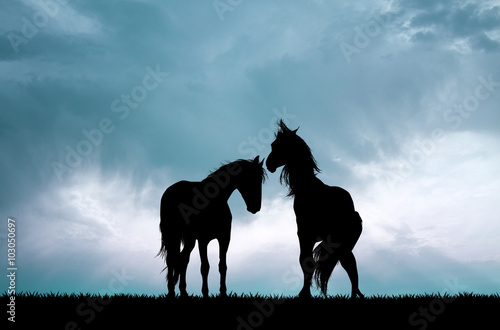 horses couple silhouette at sunset © adrenalinapura