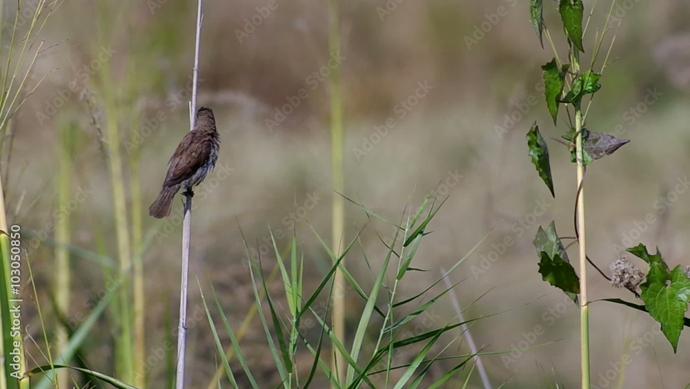 a Scaly-breasted Munia bied is relaxing on the grass shoot a Scaly-breasted Munia bied is relaxing on the grass shoot