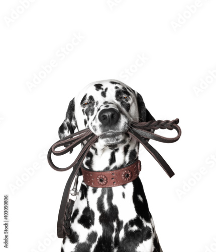 Dalmatian is holding the leash in its mouth photo