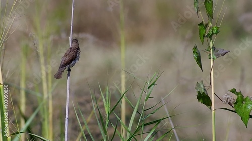 a Scaly-breasted Munia bied is relaxing on the grass shoot photo