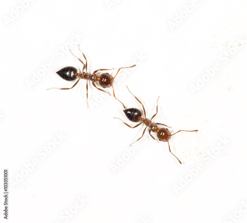 ants on a white wall. macro photo