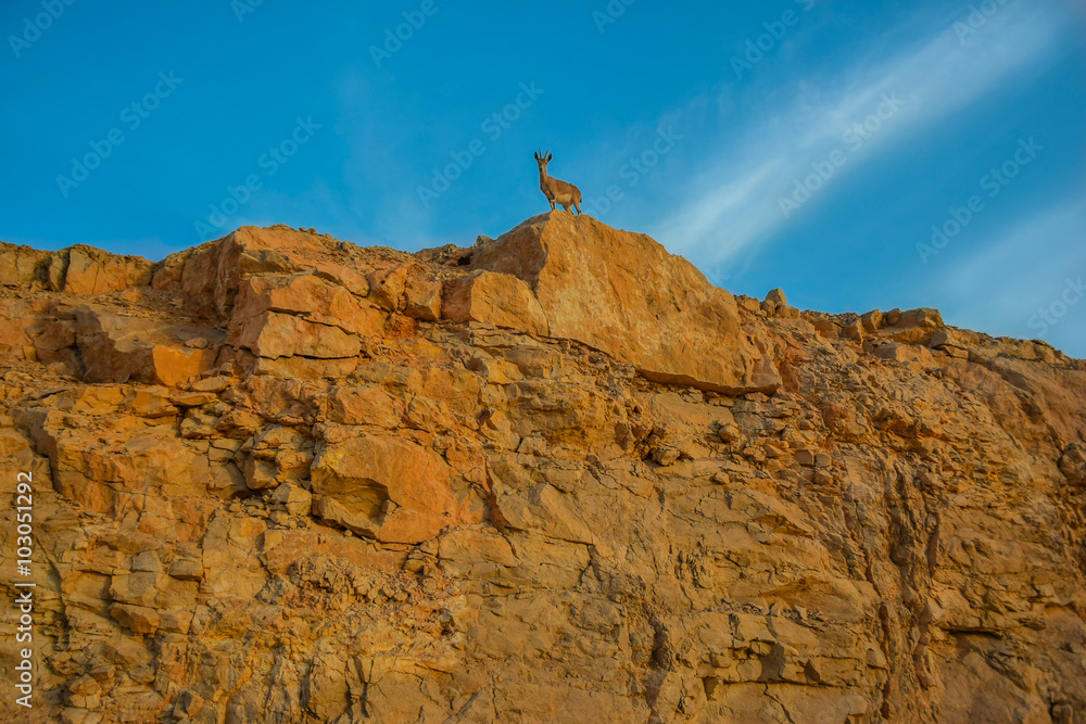 Gazelle at the mountain top