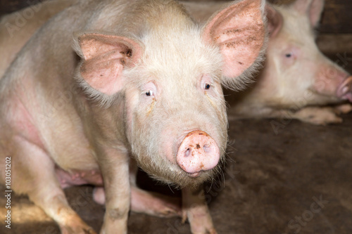 portrait of a pig farm © schankz