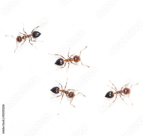 ants on a white wall. macro © schankz
