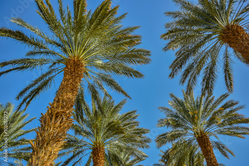 Palm trees against the blue sky