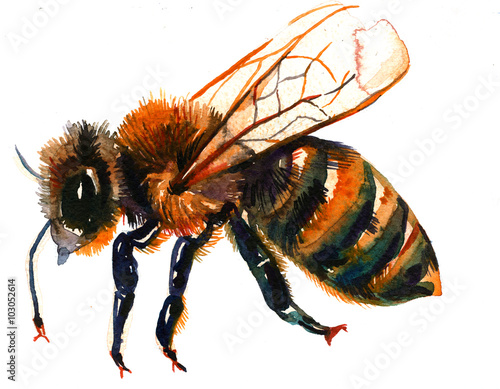 Watercolor bee illustration