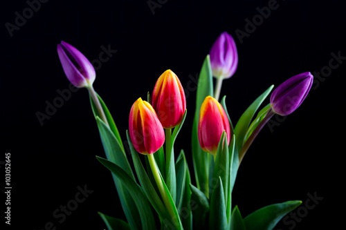 Fototapeta Naklejka Na Ścianę i Meble -  Beautiful tulip flowers isolated on black background