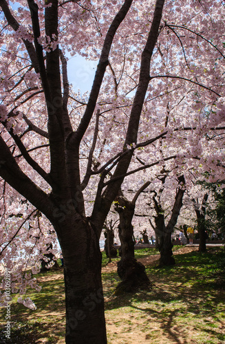 Cherry Blossom Festival