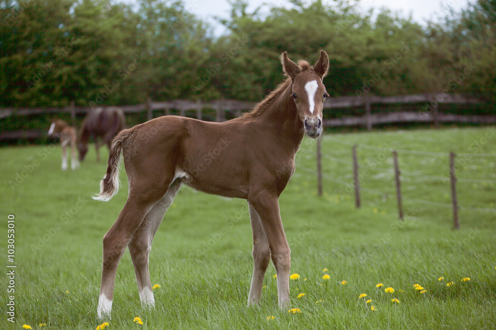 Fototapeta premium Fohlen auf Frühlingswiese mit Löwenzahn