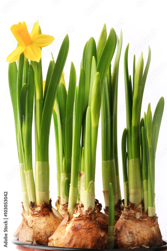 Daffodils in a pot with onion isolated on white background spring flowers Daffodils in a pot with onion isolated on white background spring flowers