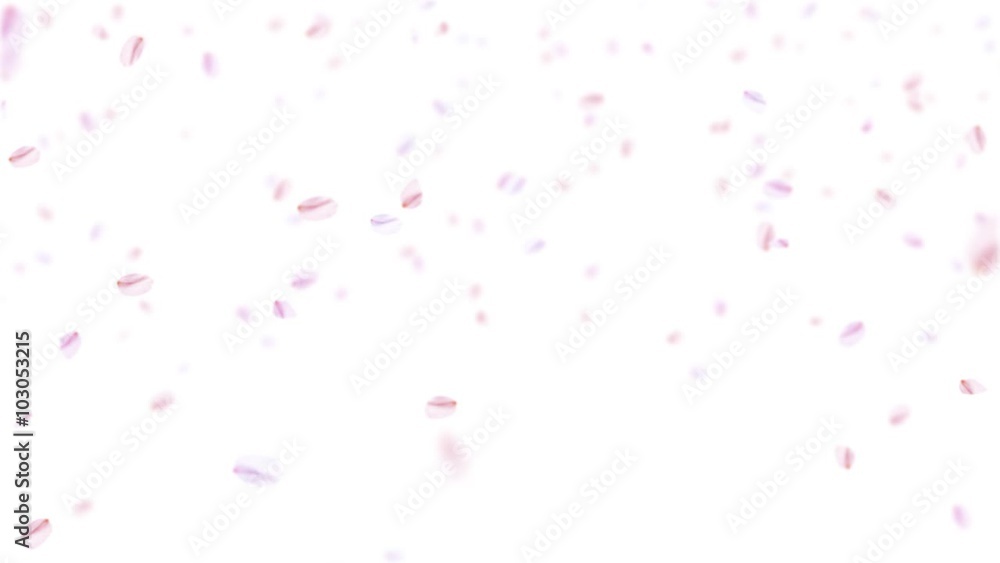 舞う桜(白背景) 舞う桜(白背景)