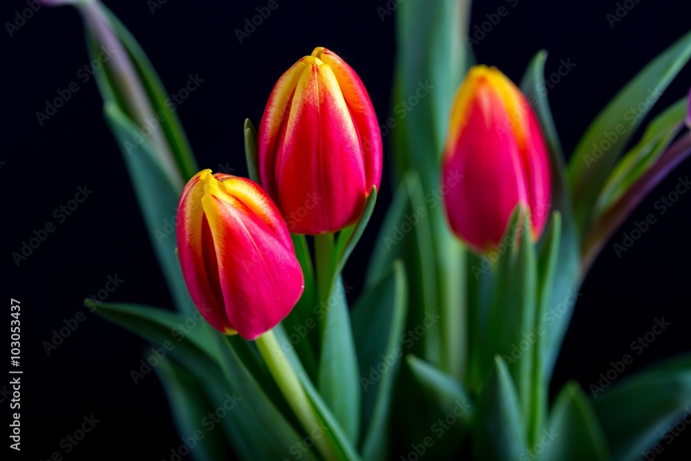 Naklejka premium Beautiful tulip flowers isolated on black background