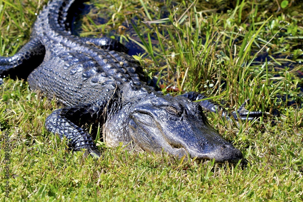 Obraz premium Alligator resting, Florida Everglades