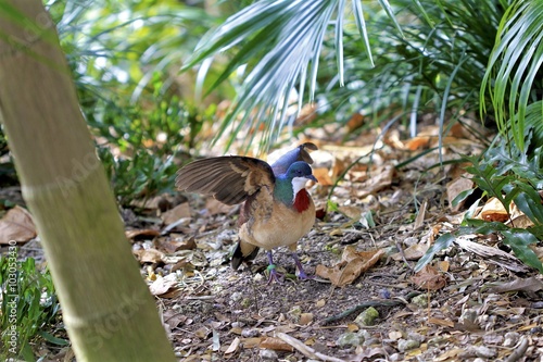bleeding heart fruit dove at the miami zoo