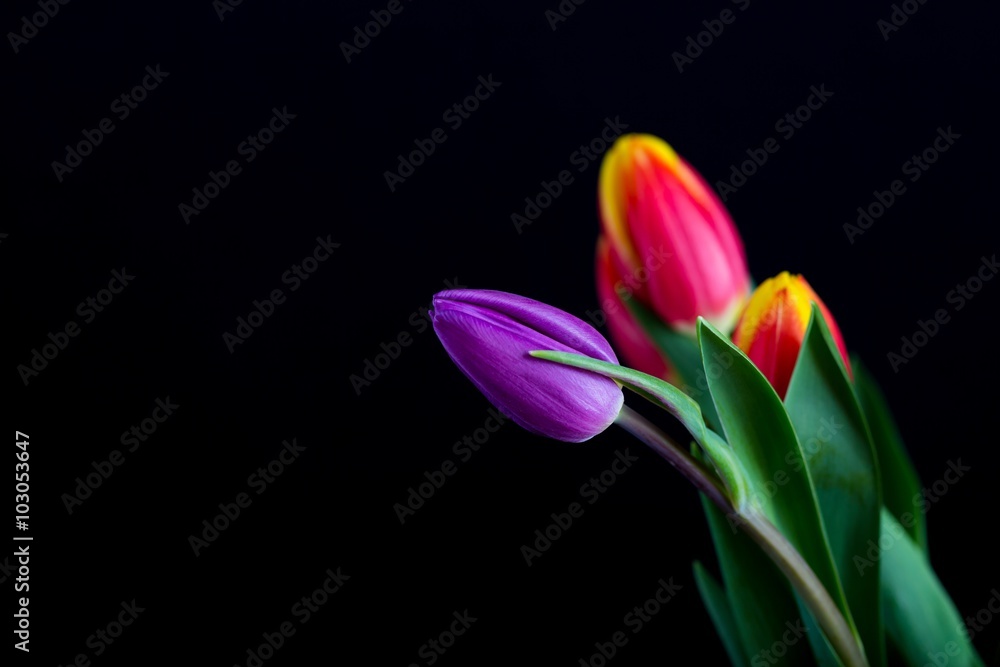 Naklejka premium Beautiful tulip flowers isolated on black background