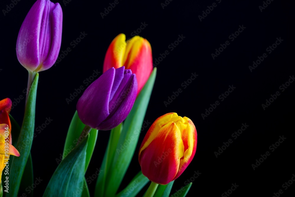 Beautiful tulip flowers isolated on black background Beautiful tulip flowers isolated on black background