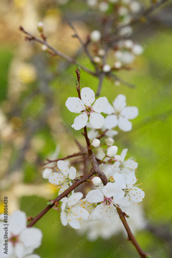 Obraz premium blooming cherry trees
