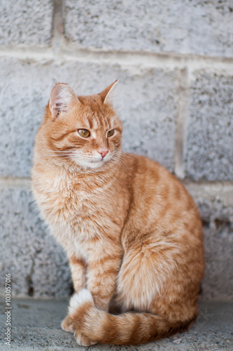 Fluffy red cat sitting near wall © ilyaska