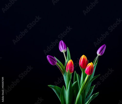 Fototapeta Naklejka Na Ścianę i Meble -  Beautiful tulip flowers isolated on black background
