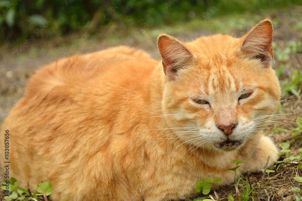 Yellow male tabby cat