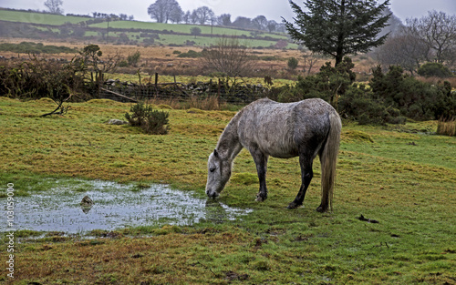 Εκτύπωση καμβά Dartmoor
