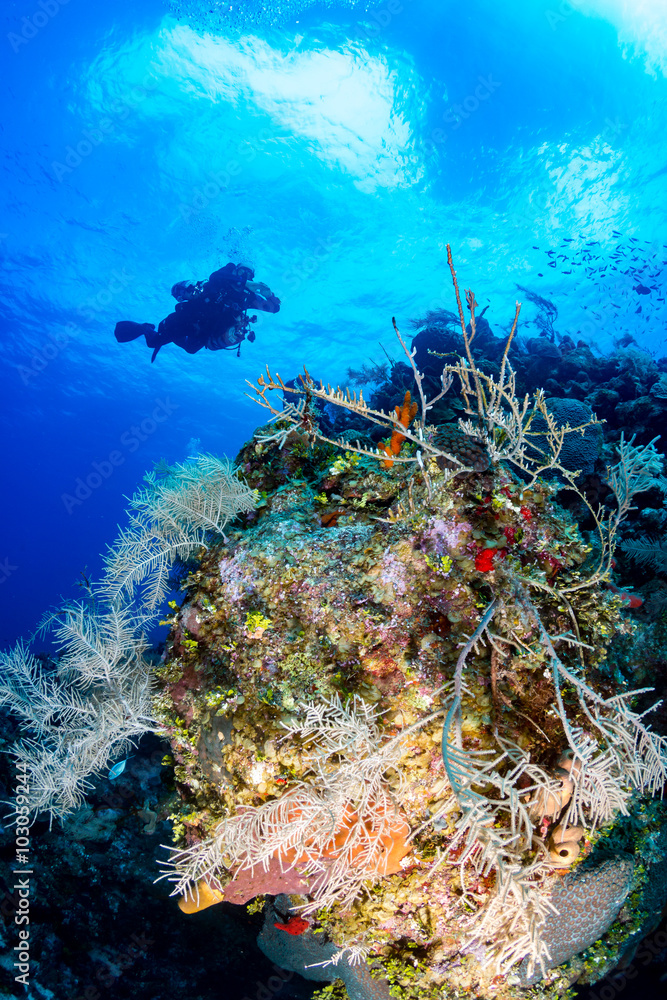Fototapeta premium Technical SCUBA divers swim over a colorful coral wall on a tropical reef