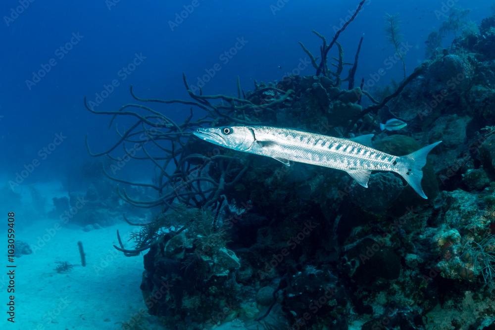 Fototapeta premium Solitary Great Barracuda patrolling a coral reef