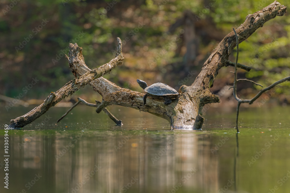 Schmuckschildkröte (Trachemys) wildlife in Brandenburg Schmuckschildkröte (Trachemys) wildlife in Brandenburg
