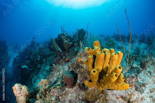 Tropical coral reef
