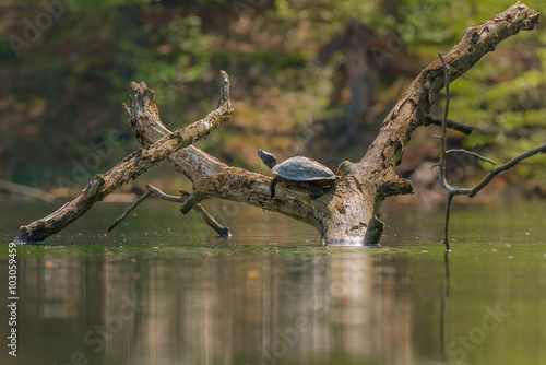 Schmuckschildkröte (Trachemys) wildlife in Brandenburg