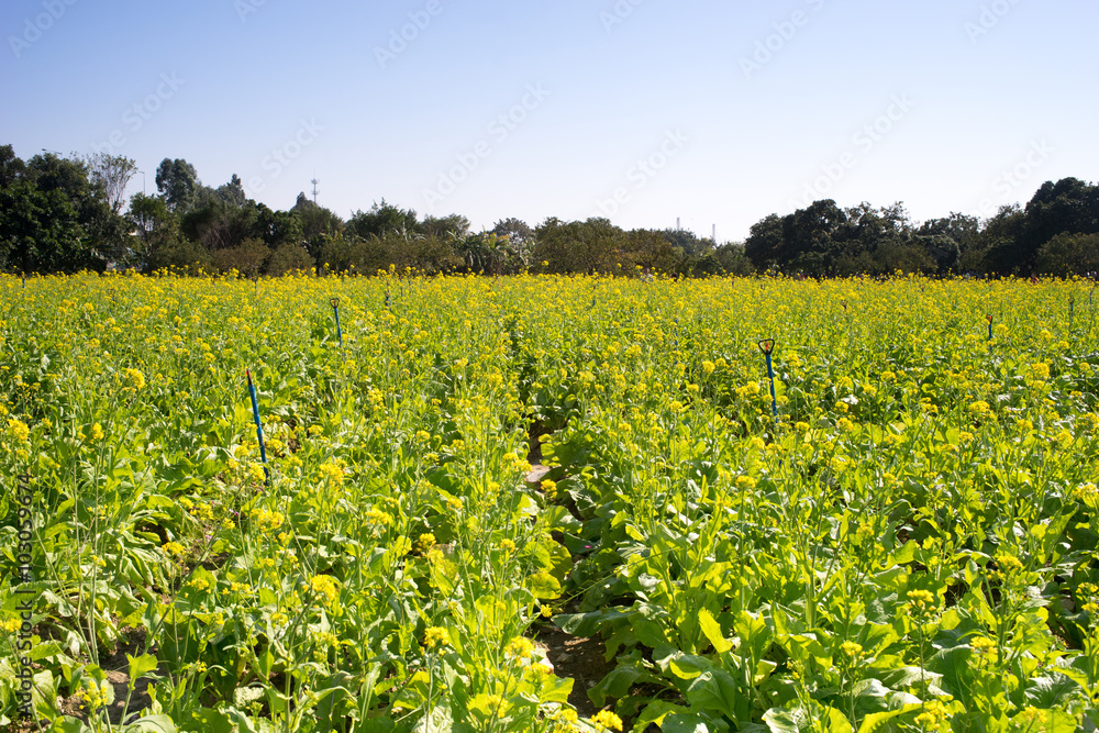 rapeseed flower field rapeseed flower field