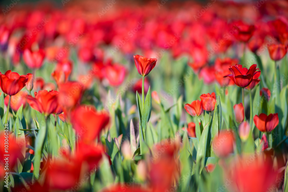 Obraz premium tulip field