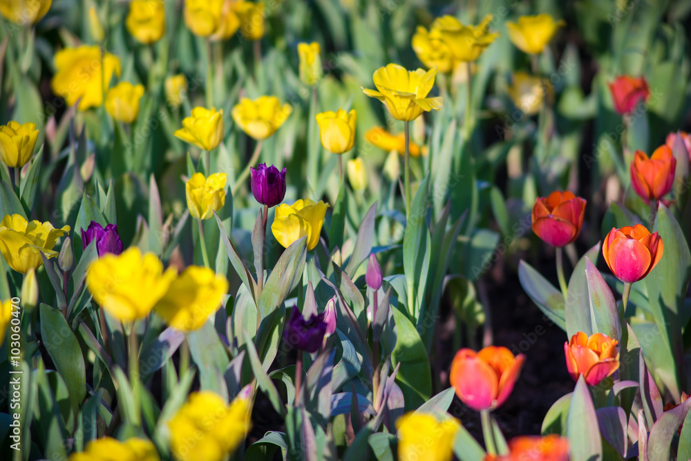 Obraz premium tulip field