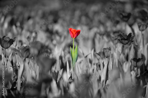 beautiful red tulip with black and white background