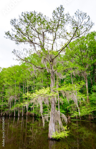 Caddo Lake State Park photo