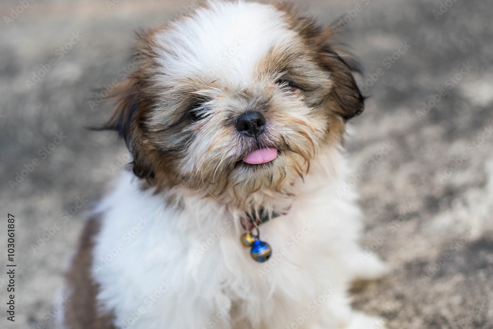 Shih Tzu puppies Shih Tzu puppies