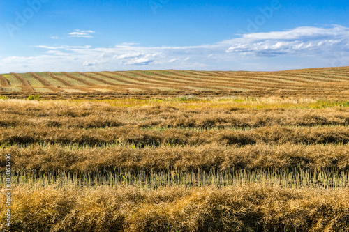 Φωτογραφία Windrow of canola