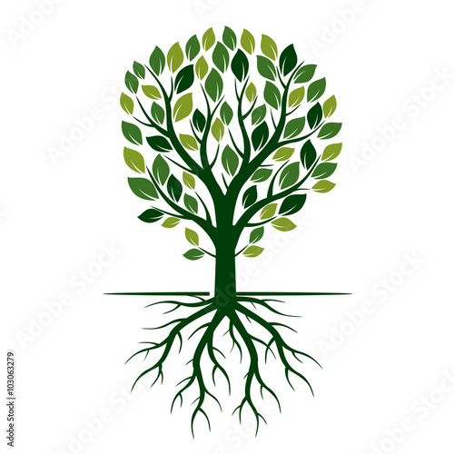 Green Spring Tree and Roots. Vector Illustration.