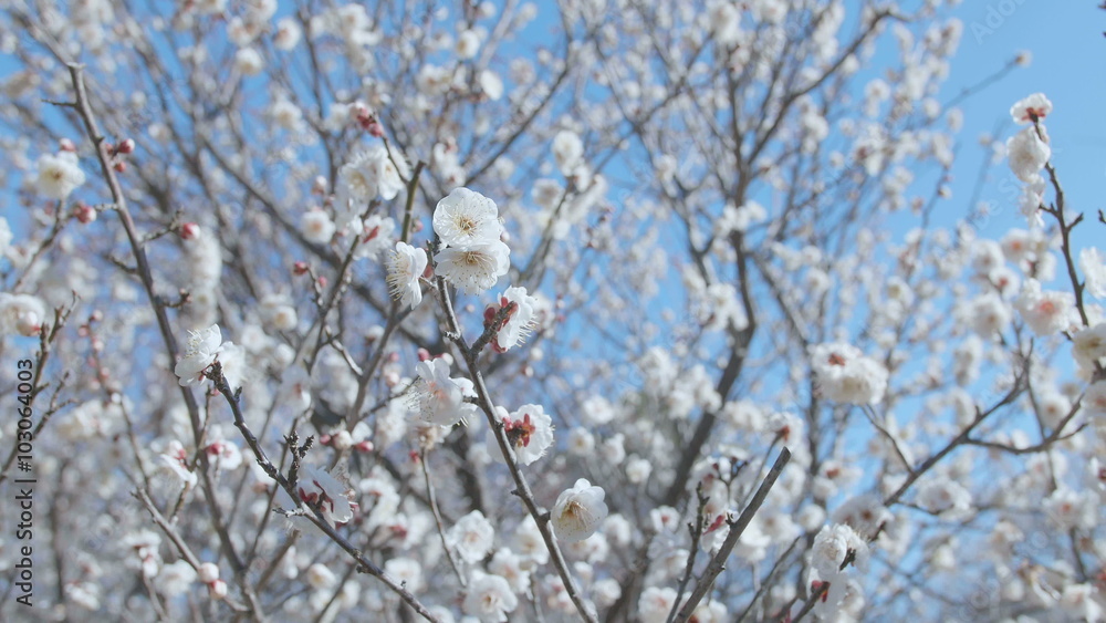 Japanease White Plum,in Showa Memorial Park,Tokyo,Japan,Filmed in 4K Japanease White Plum,in Showa Memorial Park,Tokyo,Japan,Filmed in 4K