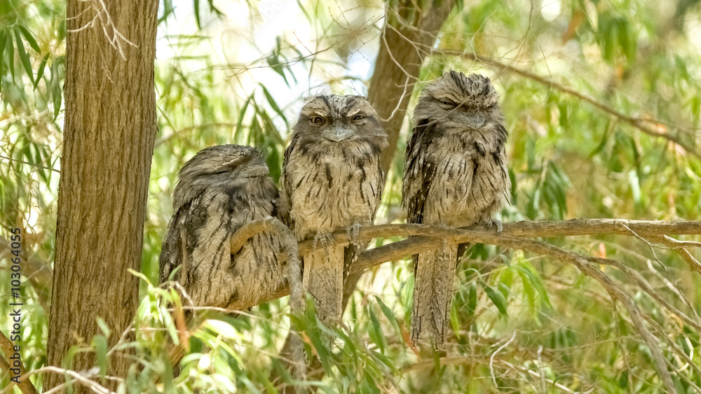Group of juvenile Australian tawny frogmouth nocturnal birds per Group of juvenile Australian tawny frogmouth nocturnal birds per