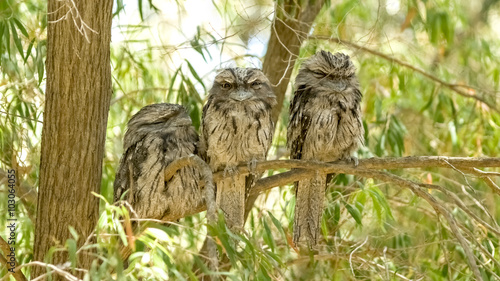 Group of juvenile Australian tawny frogmouth nocturnal birds per