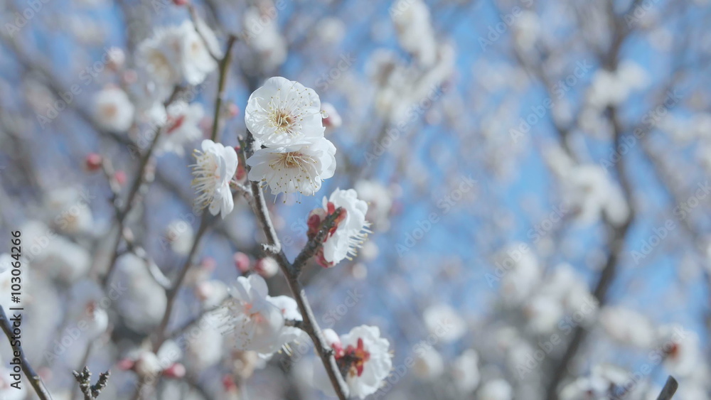 Japanease White Plum,in Showa Memorial Park,Tokyo,Japan,Filmed in 4K Japanease White Plum,in Showa Memorial Park,Tokyo,Japan,Filmed in 4K