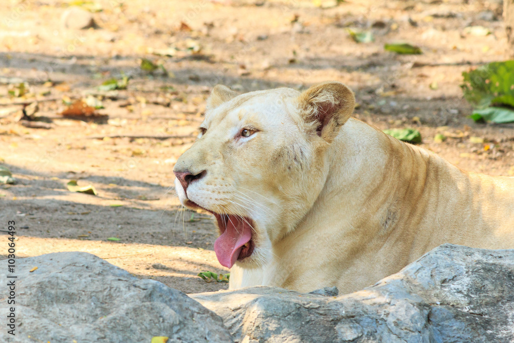 Obraz premium Beautiful female white lion at zoo